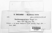 Scolecosporium fagi image